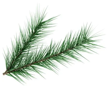 3D Realistic Evergreen Pine Tree Branch with Green Needles for Christmas Stock Illustration
