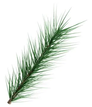 3D Realistic Evergreen Pine Tree Branch with Green Needles for Christmas Stock Illustration