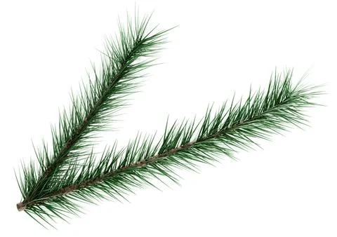 3D Realistic Evergreen Pine Tree Branch with Green Needles for Christmas Stock Illustration