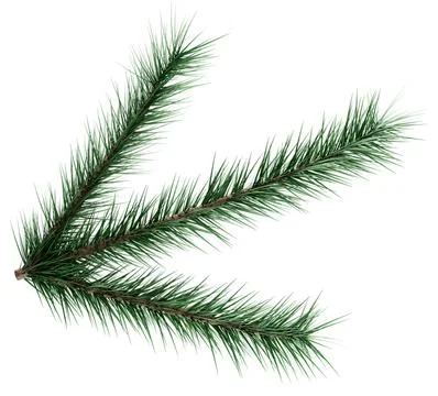 3D Realistic Evergreen Pine Tree Branch with Green Needles for Christmas Stock Illustration