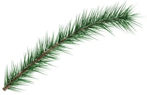 3D Realistic Evergreen Pine Tree Branch with Green Needles for Christmas Stock Illustration