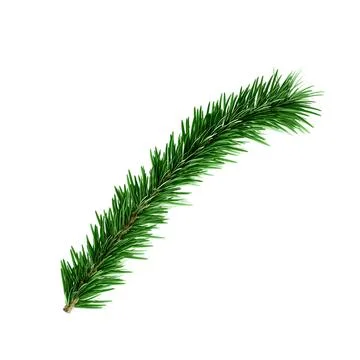 3D Realistic Evergreen Pine Tree Branch with Green Needles for Christmas Stock Illustration