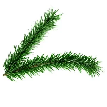 3D Realistic Evergreen Pine Tree Branch with Green Needles for Christmas Stock Illustration