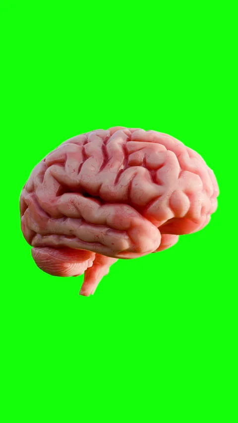 3D Realistic Human Brain Rotating Isolated on Chroma Key Green Screen. Stock Footage 336719450