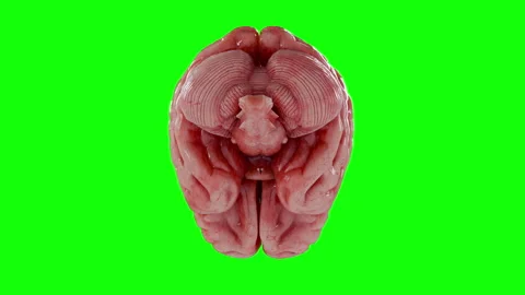 3D Realistic Human Brain Rotating Isolated on Chroma Key Green Screen. Stock Footage 336719482