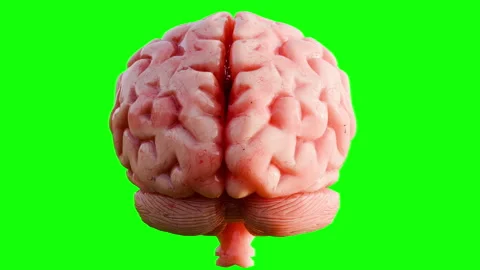3D Realistic Human Brain Rotating Isolated on Chroma Key Green Screen. Stock Footage 336719532