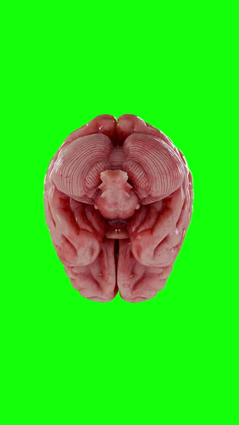 3D Realistic Human Brain Rotating Isolated on Chroma Key Green Screen. Stock Footage 336719548