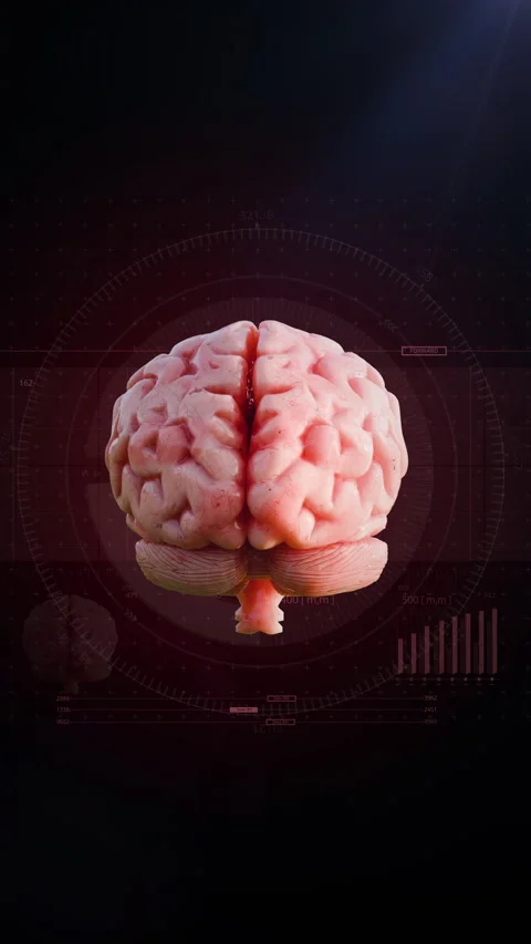 3D Realistic Human Brain Scanning Tuning Anatomy with Dark Red HUD Interface. Stock Footage 336719639