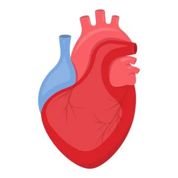 3d realistic human heart. Anatomically correct heart with venous system iso.. Stock Illustration