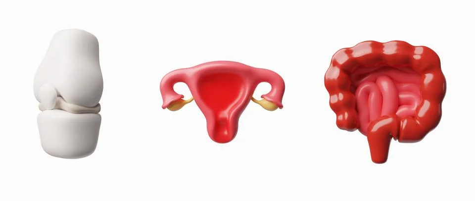 3D realistic model of human digestive, musculoskeletal and female reproductive Stock Illustration