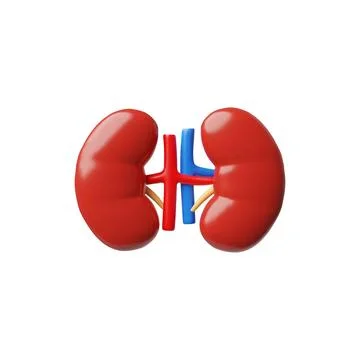 3D realistic model of human kidneys, Anatomy science, healthy Urinary system Illustrazione stock