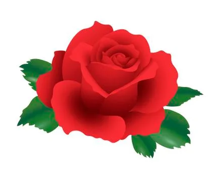3d realistic red rose single flower detailed vector illustration with green.. Stock Illustration