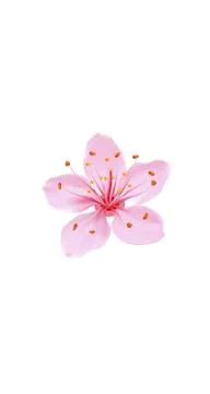 3D realistic romantic sakura cherry flower social media cover. Highlights Stock-Illustration