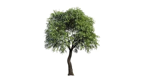 3D realistic tree isolated on white with alpha channel to be used for archi.. Stock Footage 74853660