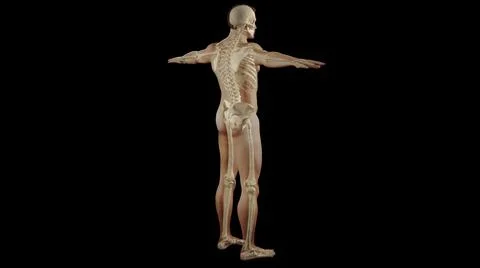 3D realistic visualization of the bones in a human body with skin layer Stock Illustration