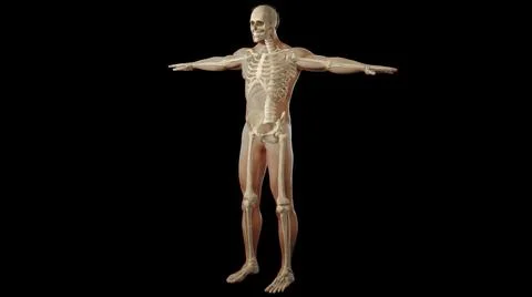 3D realistic visualization of the bones in human body - anatomy of a young man w Illustrazione stock