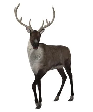 3d Reindeer Illustration