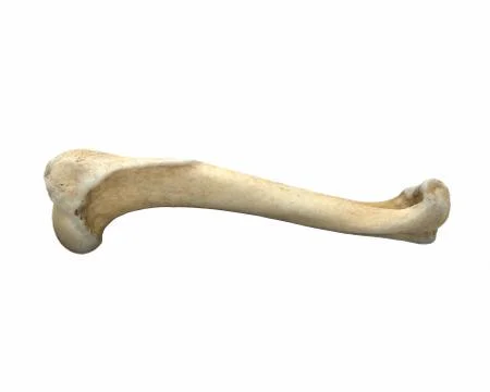 3D render of animal leg bone isolated on white Stock Illustration