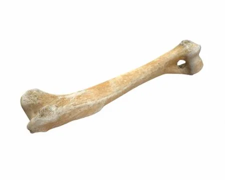 3D render of animal leg bone isolated on white Stock Illustration