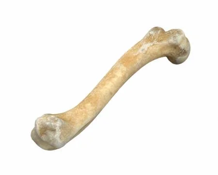 3D render of animal leg bone isolated on white Stock Illustration