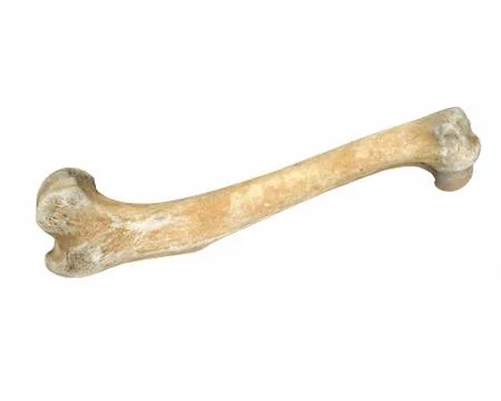 3D render of animal leg bone isolated on white Stock Illustration