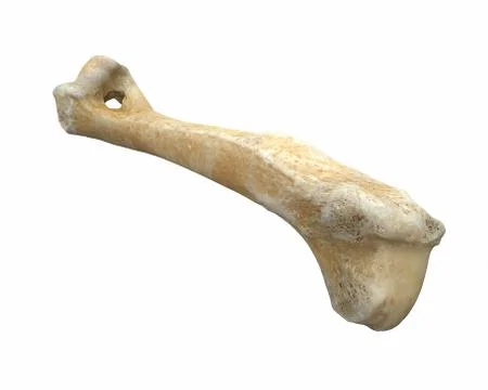 3D render of animal leg bone isolated on white Stock Illustration