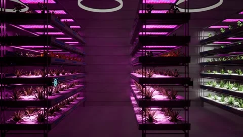 3d render animation of scifi modern lab and vertical farm purple grow light 스톡 동영상 237869733