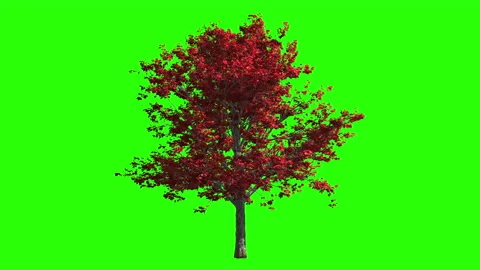 3d render autumn maple tree in the wind. Stock Footage 135400982