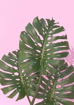 3D render Beautiful monstera flower on pink background include clipping path 스톡 일러스트