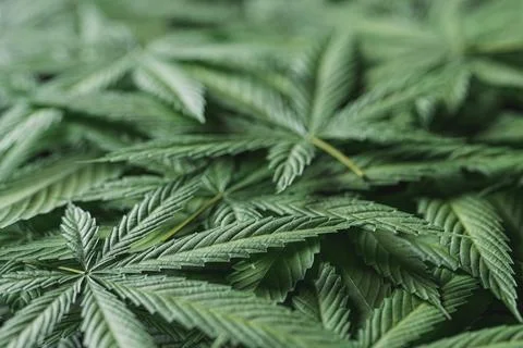 3d render of big pile of overlapping marijuana leaves, showcasing selective Stock Illustration