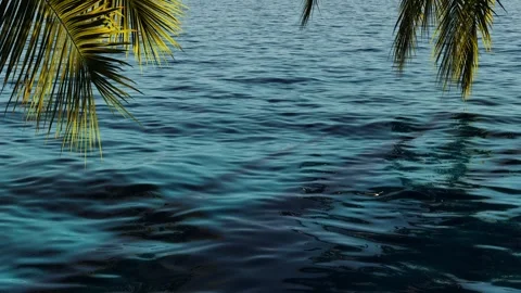 3d render the branches of a tropical palm tree arch over the surface of the sea Video stock 336624195