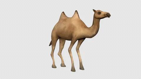 A 3d render of a camel in 45 degree angle Stock Footage 234858192