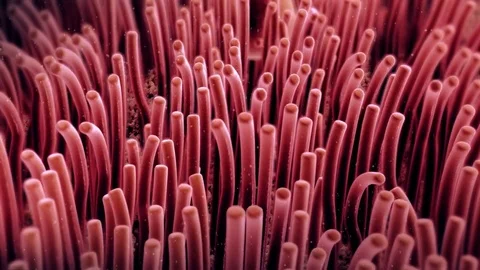 3d render of cilia and bacteria by Polymime http://www.polymime.com Stock Footage