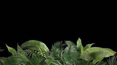 3d render composition of tropical plants on a black background Stock Illustration