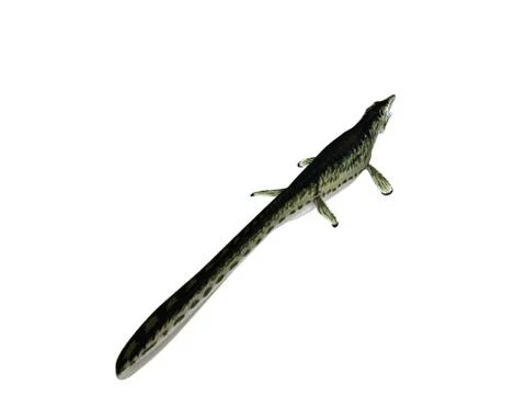 3d render of a crocodile inside a white stage Stock Illustration