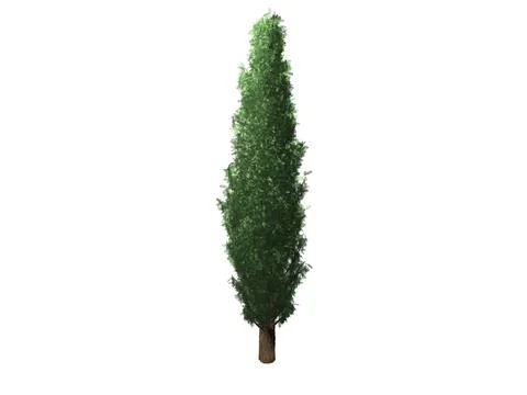 3d render of a cypress tree isolated in white background Stock Photos