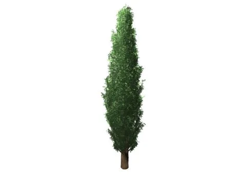 3d render of a cypress tree isolated in white background Stock Photos