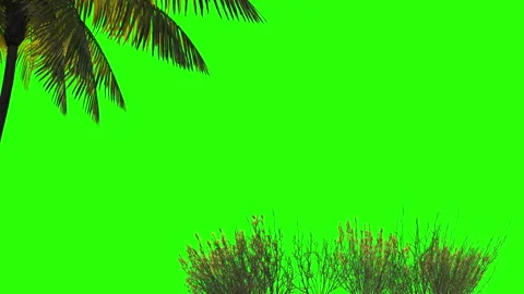 3d render design palm trees and grass on a green background. Stock Footage 137034628
