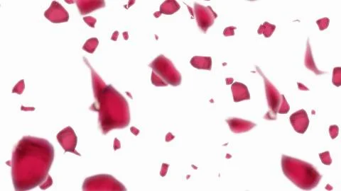 3D render Falling petals of roses with on an white background Stock Illustration