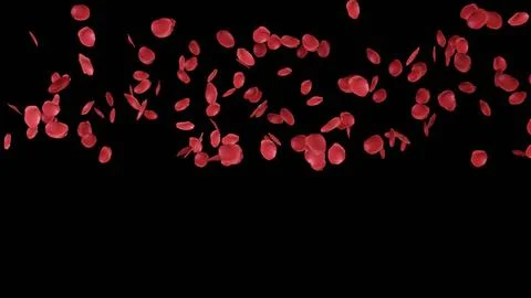 3d render of falling rose petals on isolated background for wedding or cele.. Stock Illustration