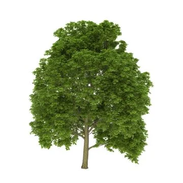 3d render of a field maple tree over white background Stock Illustration