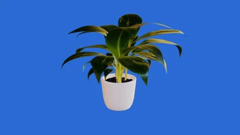 3d render of a flower in a pot on a blue background Stock Footage 242412680