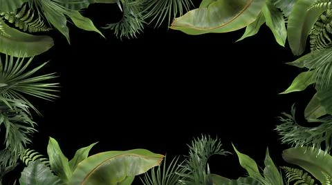 3d render frame from tropical plants on a black background Stock Illustration