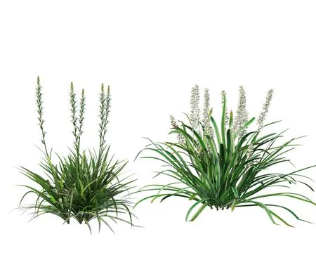 3d render grass blossoms with both dry and fresh on a white background Stock Illustration