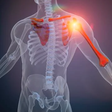 3d render of human body and skeleton, x-ray Illustrazione stock