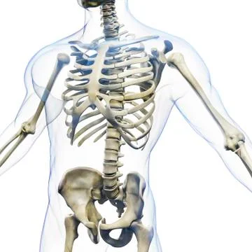 3d render of human body and skeleton, x-ray Stock Illustration