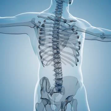 3d render of human body and skeleton, x-ray Stock Illustration
