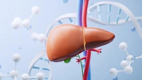 3D render of human liver with blood vessels and DNA strands, symbolizing he.. Stock Footage 332150734