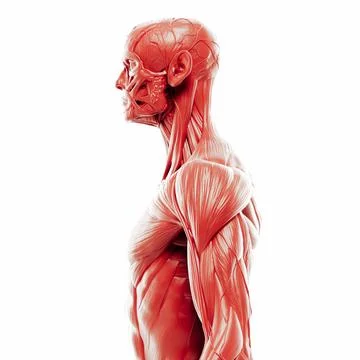 3d render of human muscular system, detailed view Stock Illustration