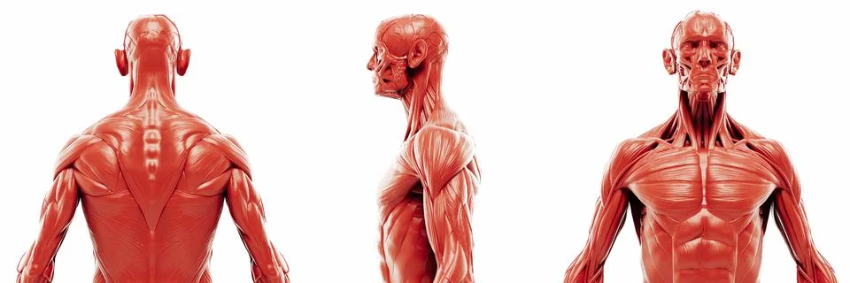 3d render of human muscular system, detailed view Stock Illustration